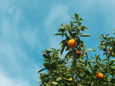 Oranges