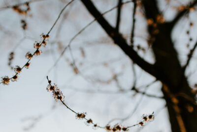 A tree branch